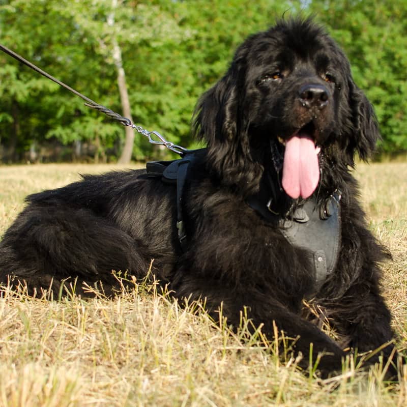 Шлея из кожи для рабочих собак породы ньюфаундленд «Working Dog»